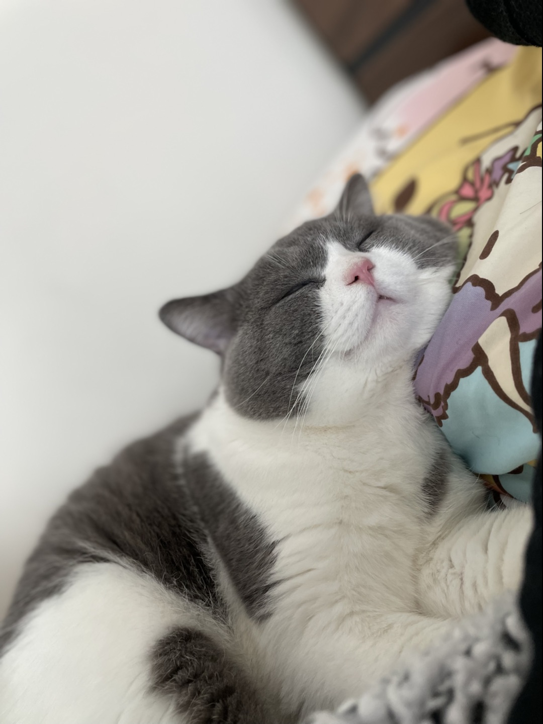 Fish's cat named Octopus